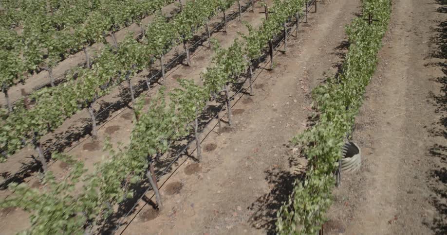 An overhead view of a vineyard on a clear day