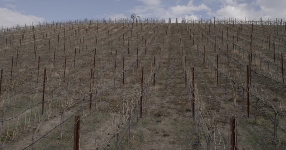 Rows and rows of empty vineyard grapes
