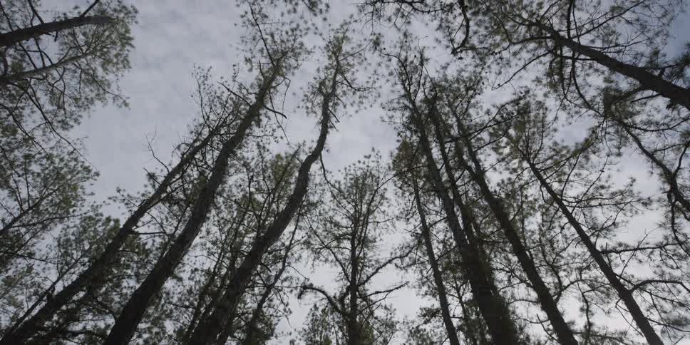 Trees on a cloudy day
