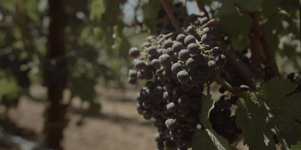 Grapes on the vine in a vineyard