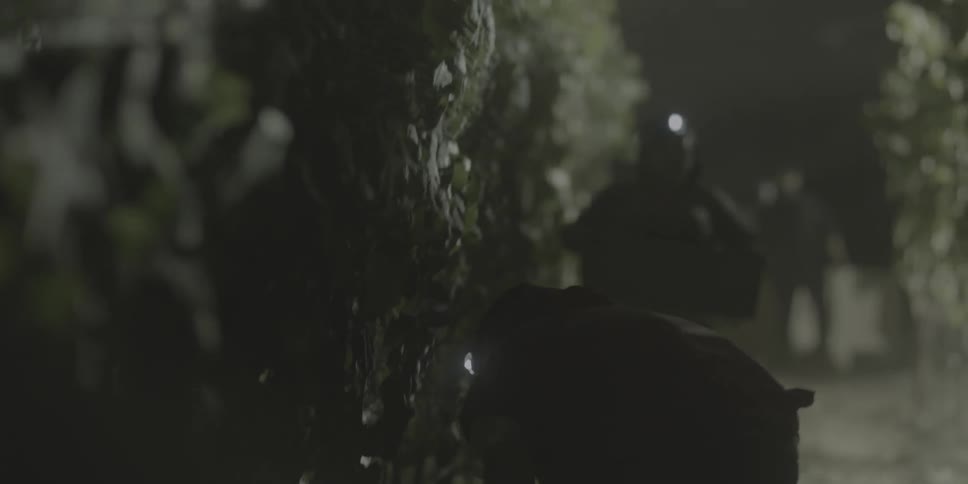 Workers pick through plants at nighttime