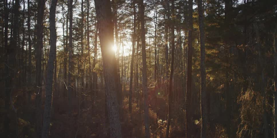 The sun shines through trees in a forest