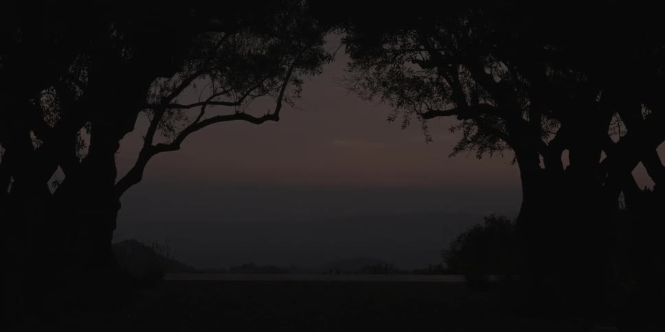 The leaves of two large trees blow slightly in the breeze at sunset