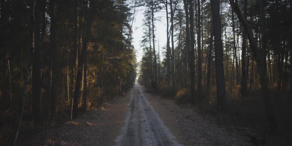 A dirt road is surrounded by tall trees