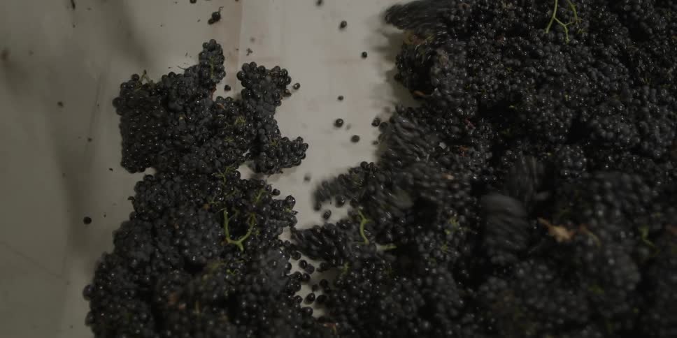 Bunches of grapes are being scooped out of a container with a shovel