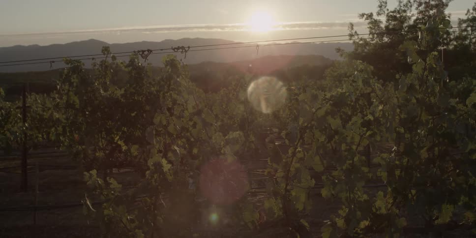 View of an orchard at sunset