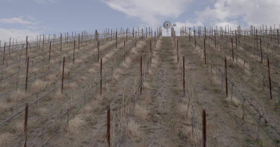 Empty wine vineyard being filmed by a drone