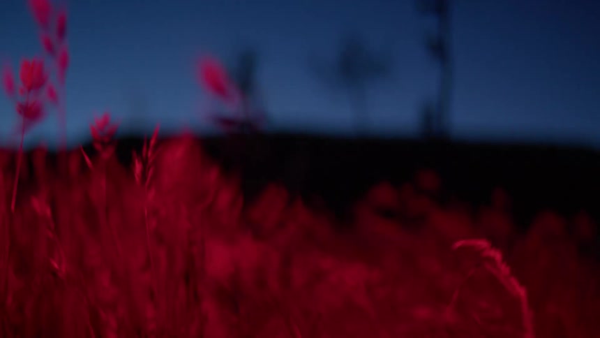 Plants in the foreground lit in red against a dark blue background on the horizon