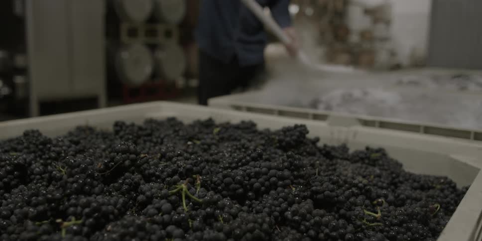 A worker shovels a substance into large containers of grapes