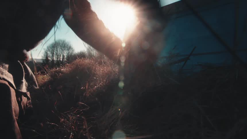 Pair of hands of a person squeezing dry grass