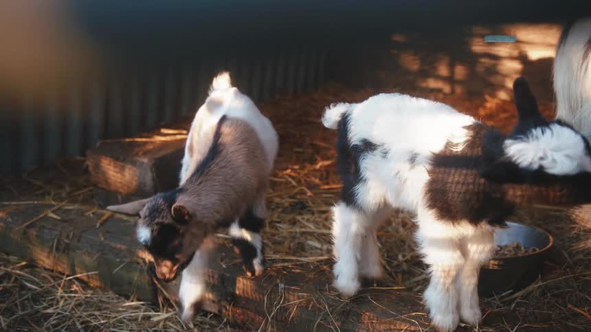Two young goats inside a pen with straw on the floor next to their mother
