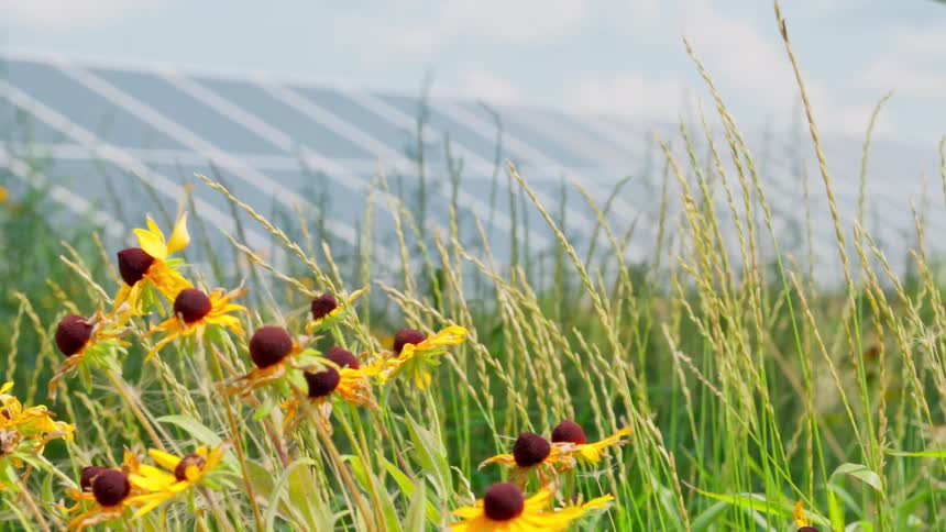 Yellow flowers in the grass near a row of solar panels waving in the wind