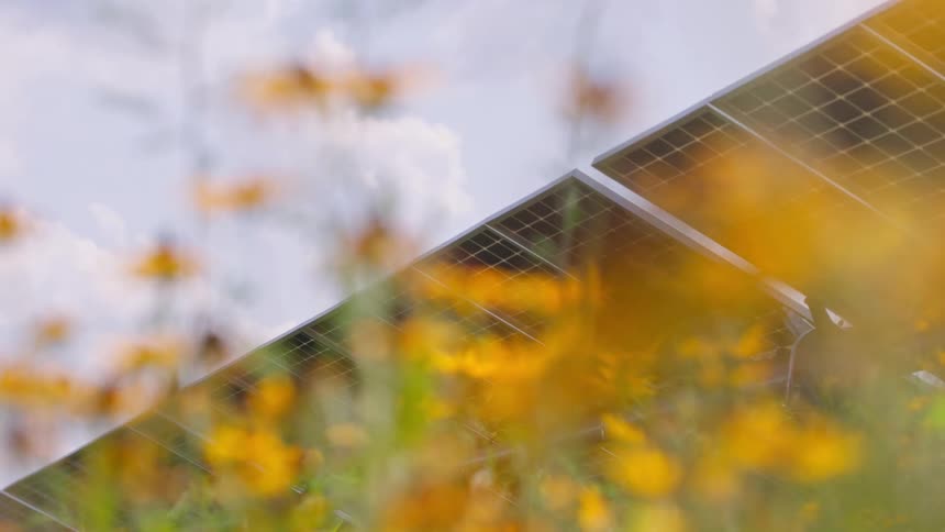 Dandelions underneath solar panels and a blue sky