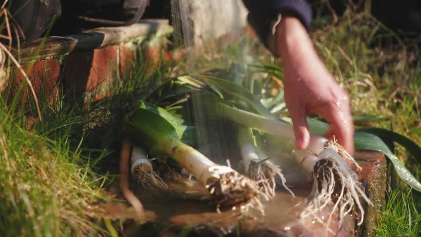 A persons arm is rinsing off rhubarb with a hose in the grass