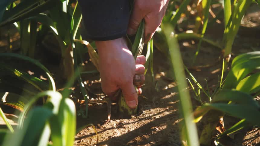 Person pulling a green onion out of their garden