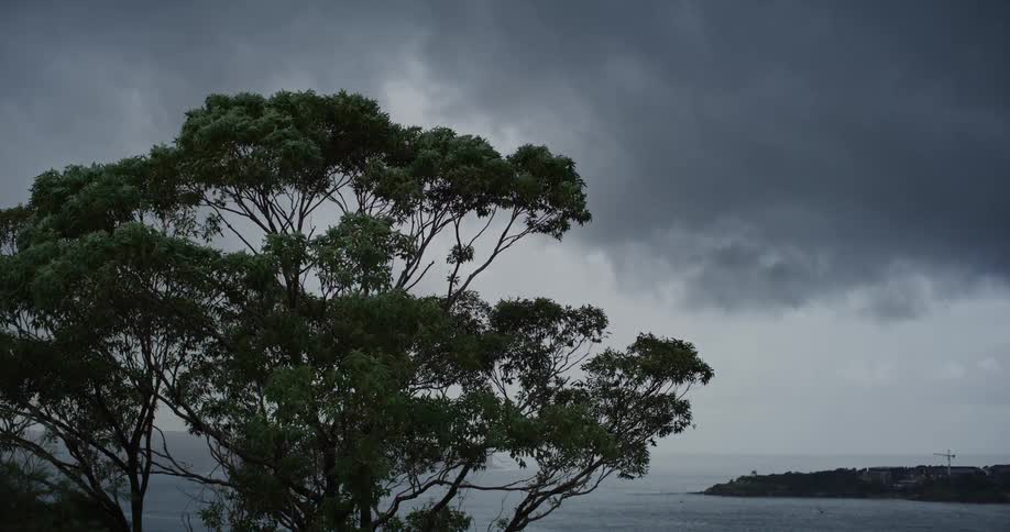 A tree stands out against some dark rain clouds