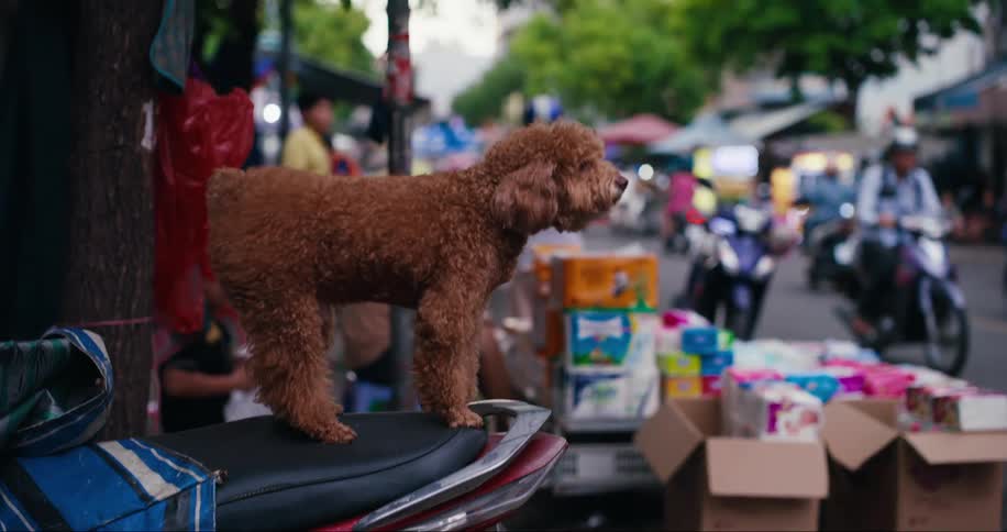 Dog on top of a motorcycle barking on a busy street with shops and vehicles