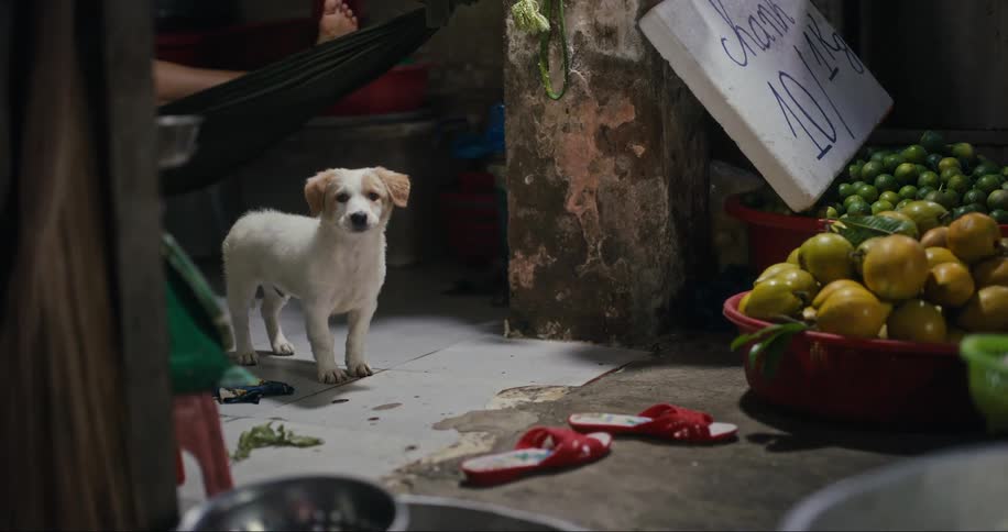 Dog barking next to bowls of fruit and in the background the feet of a person lying in a hammock