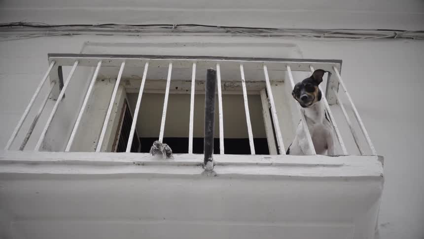 A dog barks outside on a balcony
