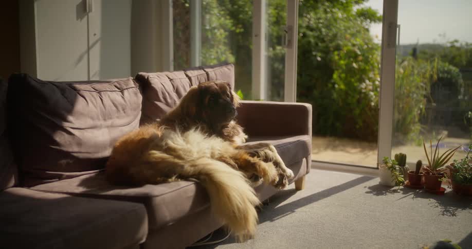 A dog lying on the couch