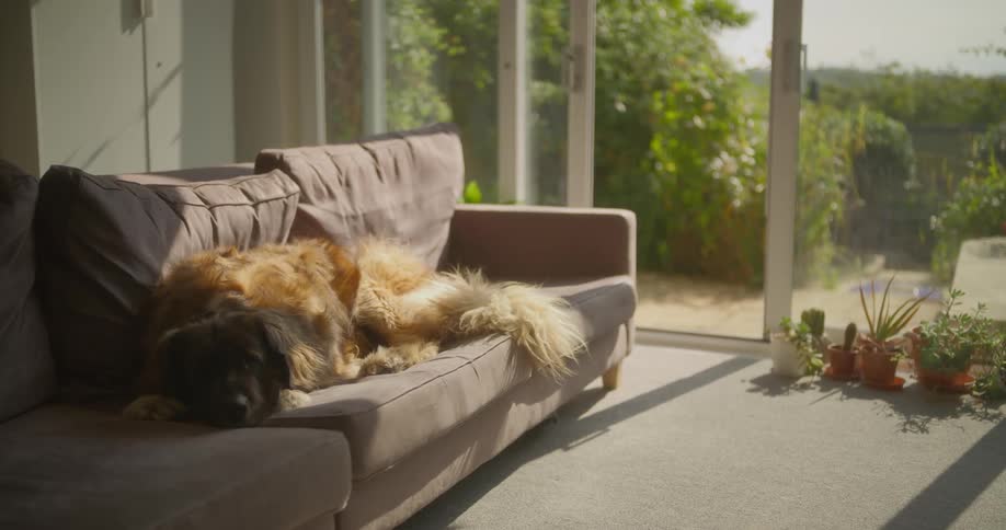 A large dog lays on a couch in a sunny living room