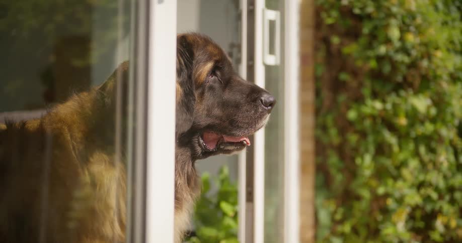 A large dog looks out of a patio window on a sunny day