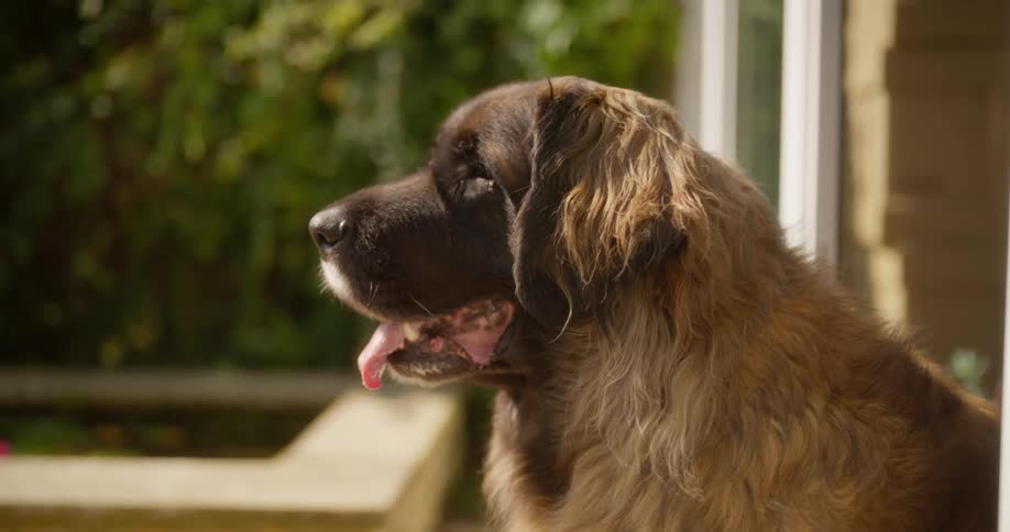 A dog is sitting in front of the home