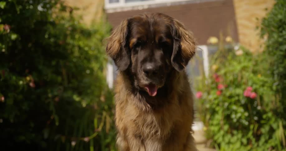 A furry dog looking forward and behind him there is a building and some trees on the sides of him