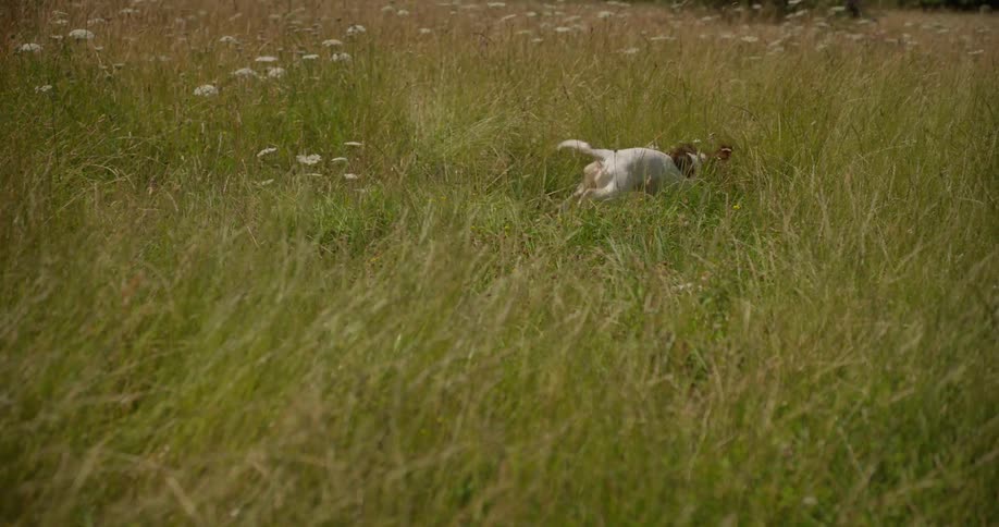 A dog runs through the tall grass