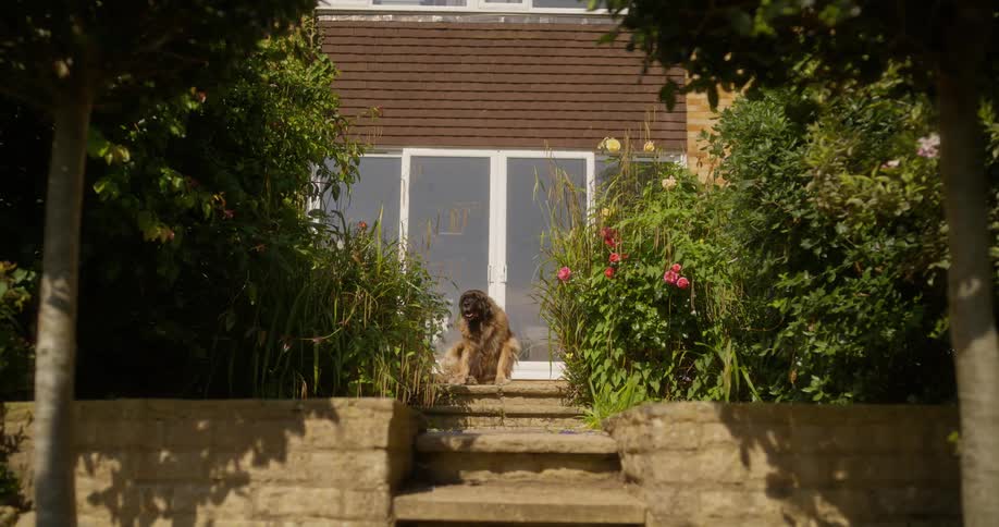 Dog in the backyard of a house scratching itself and walking