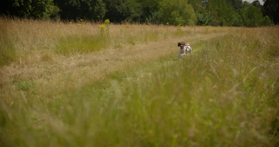 The dog races on the field