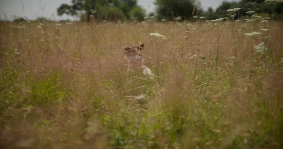 A dog is jumping through the grass