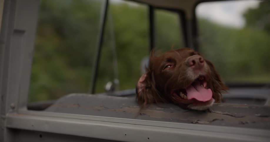 Dog lolls its tongue while riding in a vehicle during a road trip