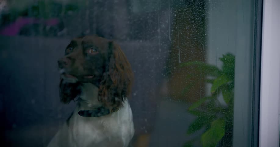 A dog inside a house looking out of a window as rain runs down the glass