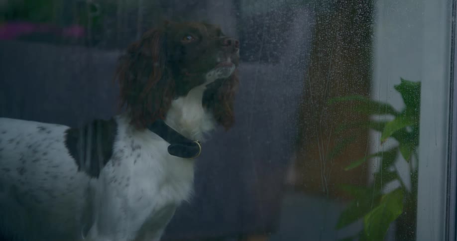 A dog looks out of a rain speckled window