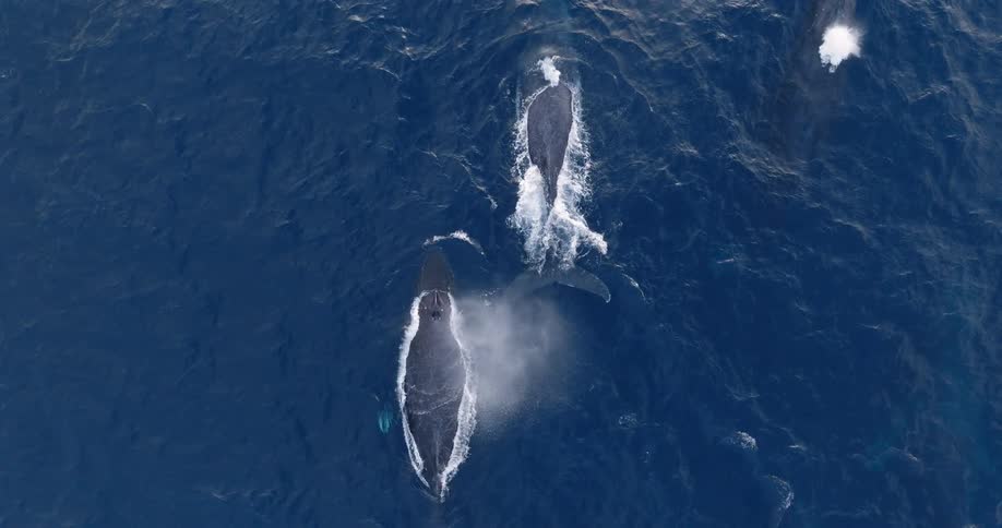 Three large whales swim near the ocean surface leaving a trail of white water behind them
