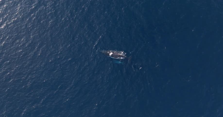 Aerial view of a whale on the surface of a blue ocean