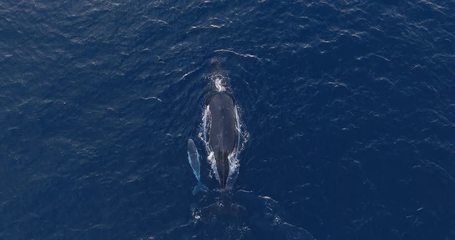 A whale and its calf swim gracefully near the oceans surface