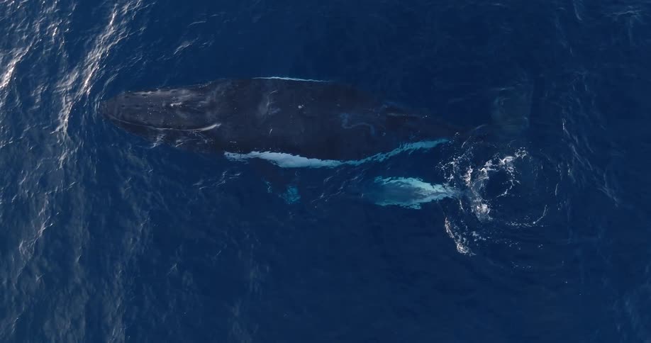 A large whale and small grey calf swim side by side in the open ocean