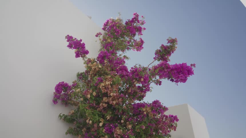 Plant with pink flowers next to white walls in an outdoor setting
