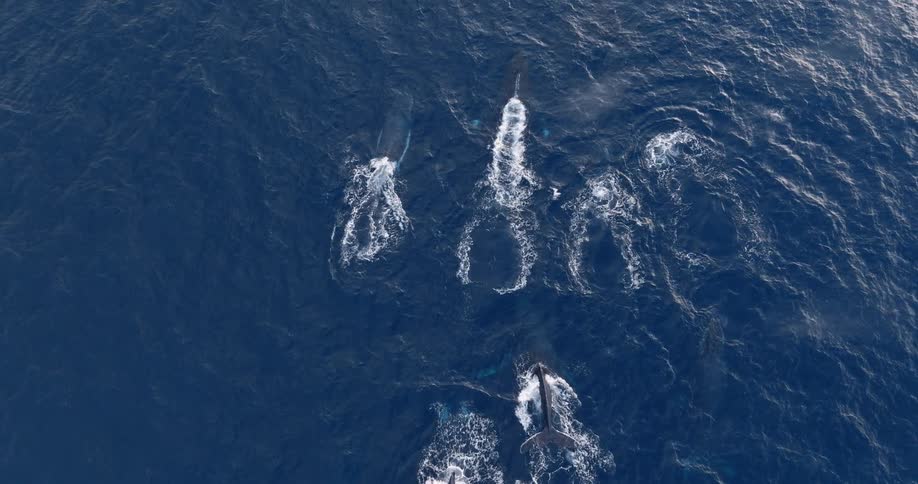 Aerial view of pods of dolphins swimming on the ocean surface