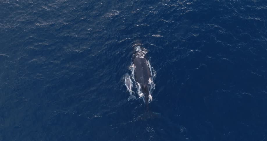 A large whale swims just below the surface of a deep blue ocean with its calf swimming beside it