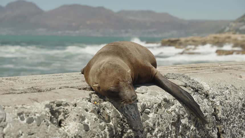 Sea lion rests on a rock on a rocky beach with the sea and mountains in the background