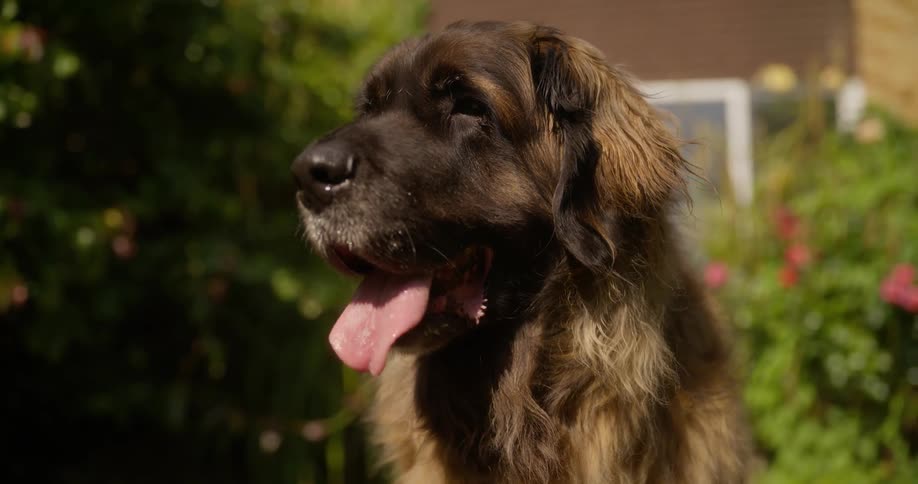 Large dog with long brown fur and tongue hanging out