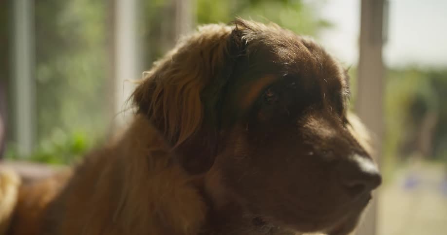 A dog sits in a house staring at its owner while they pass by