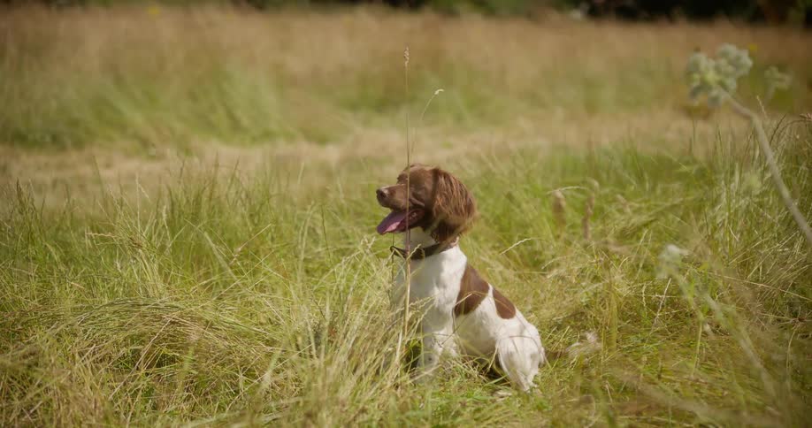 Panting dog in grassy field jumping and running
