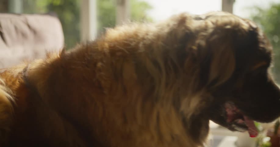 Dog lying on a couch with his tongue out and then getting up