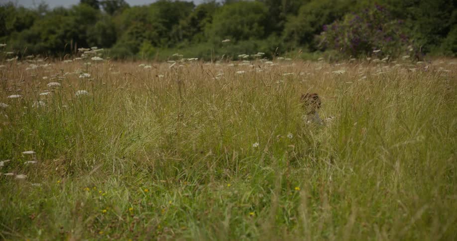Dog running in a field with tall grass and white flowers