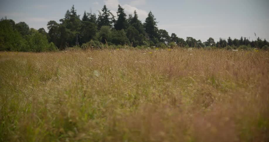 Field of tall grasses with conifer in the background