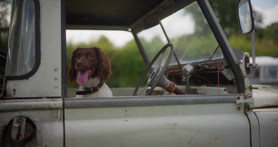 Dog inside a car jumping out of the window